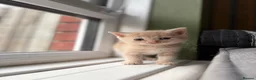Abyssinian cats for sale: British x Abyssinian Kittens ONLY 2 left !  - Advert 5