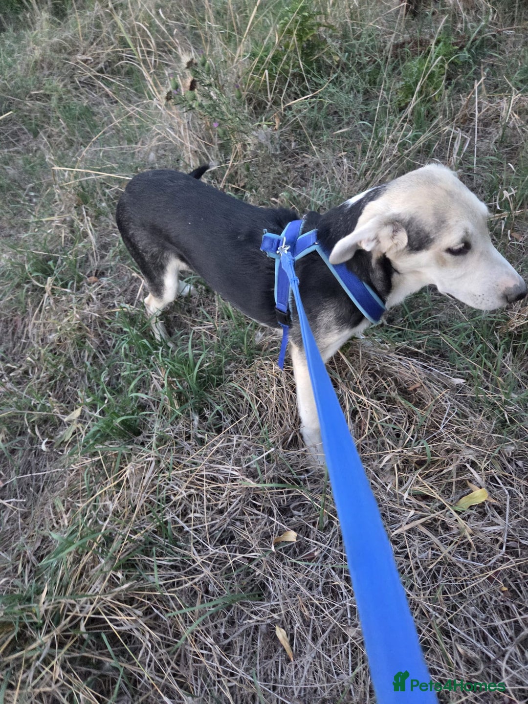 Mixed Breed dogs for adoption: RICKY - a superb young boy for a Loving Home - Advert 10