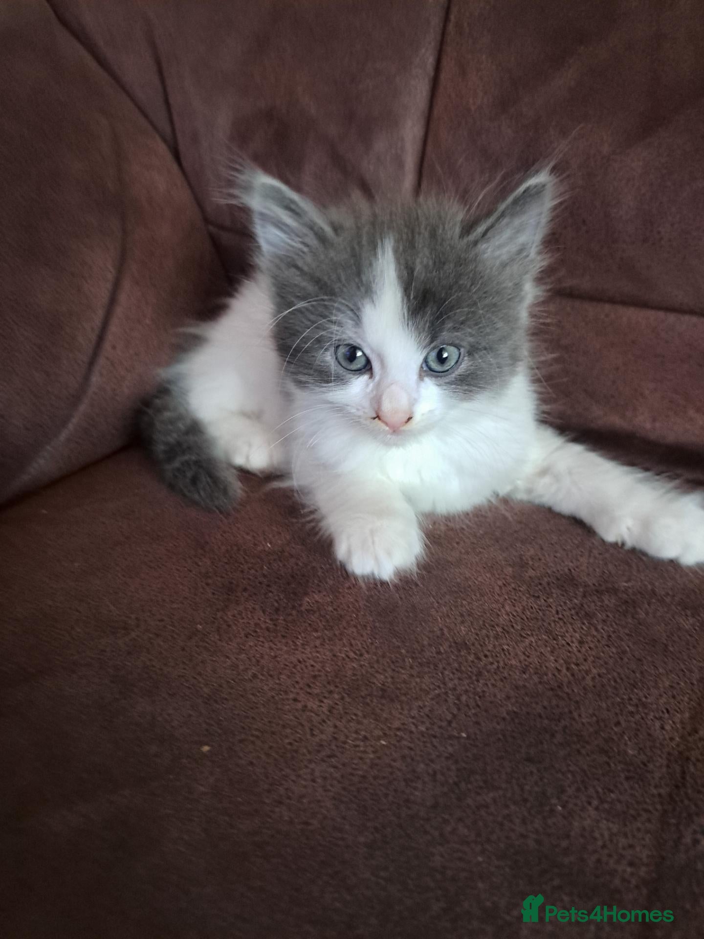 Mixed Breed cats Stunning mixed breed kittens   - Advert 6