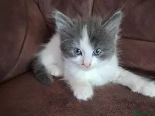 Mixed Breed cats Stunning mixed breed kittens - Advert 6