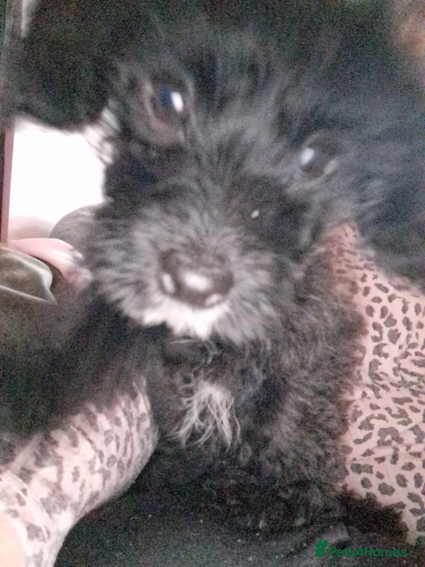Mixed Breed dogs READY TO LEAVE Last boy Miniature poodle cross  - Advert 2