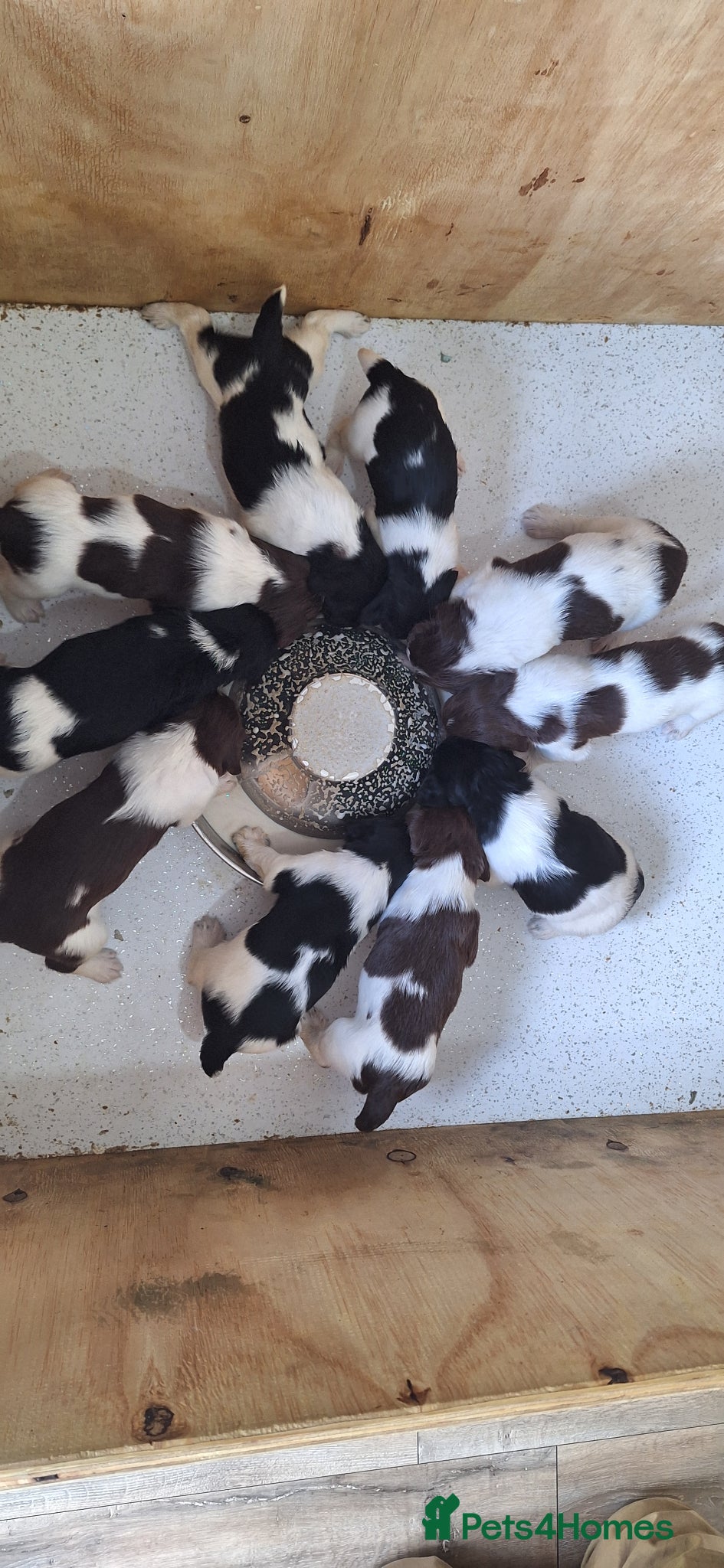English Springer Spaniel dogs KC Working Springer Spaniel Puppies heavily marked - Advert 1