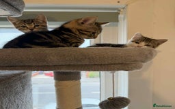 Mixed Breed cats for sale: Adorable Kittens Looking for Forever Homes! 🐱💕 - Image 14