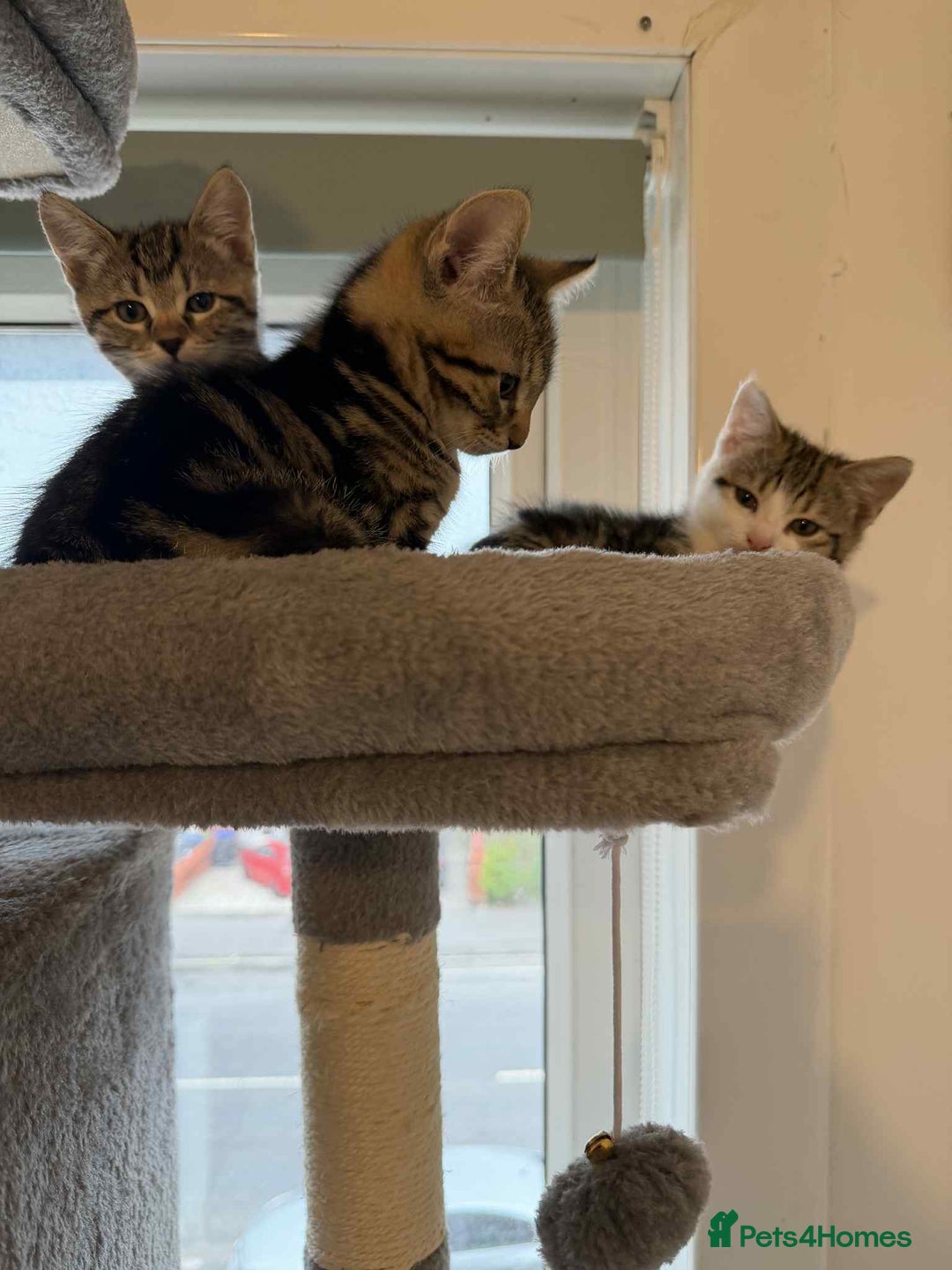 Mixed Breed cats for sale: Adorable Kittens Looking for Forever Homes! 🐱💕 - Image 14