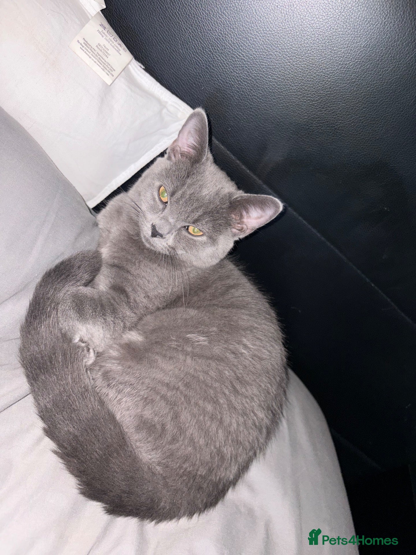 British Shorthair cats Shadow - Advert 1