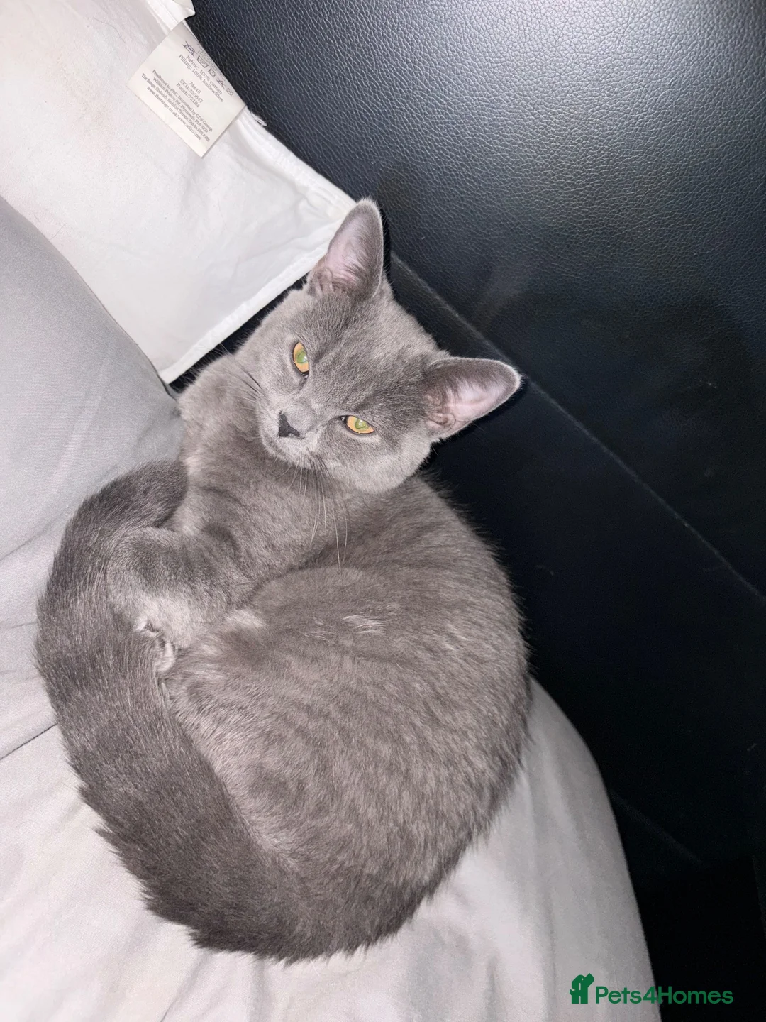 British Shorthair cats for sale: Shadow - Advert 1
