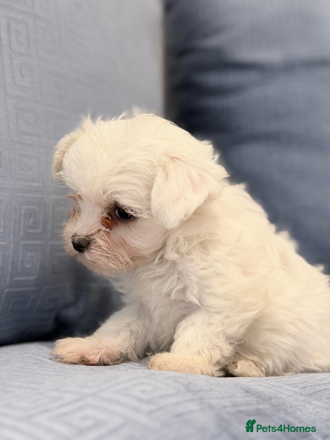Maltipoo dogs for sale: Minature Maltipoo male available  - Advert 2