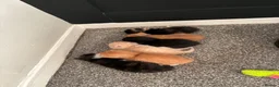 Mixed Breed cats for sale: 4 cute kittens  - Advert 13