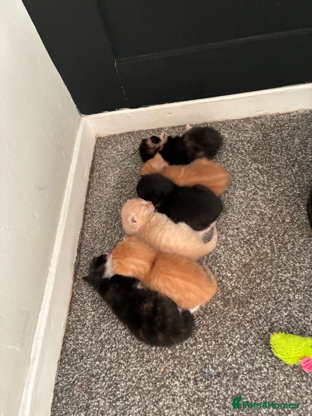 Mixed Breed cats for sale: 4 cute kittens  - Advert 13