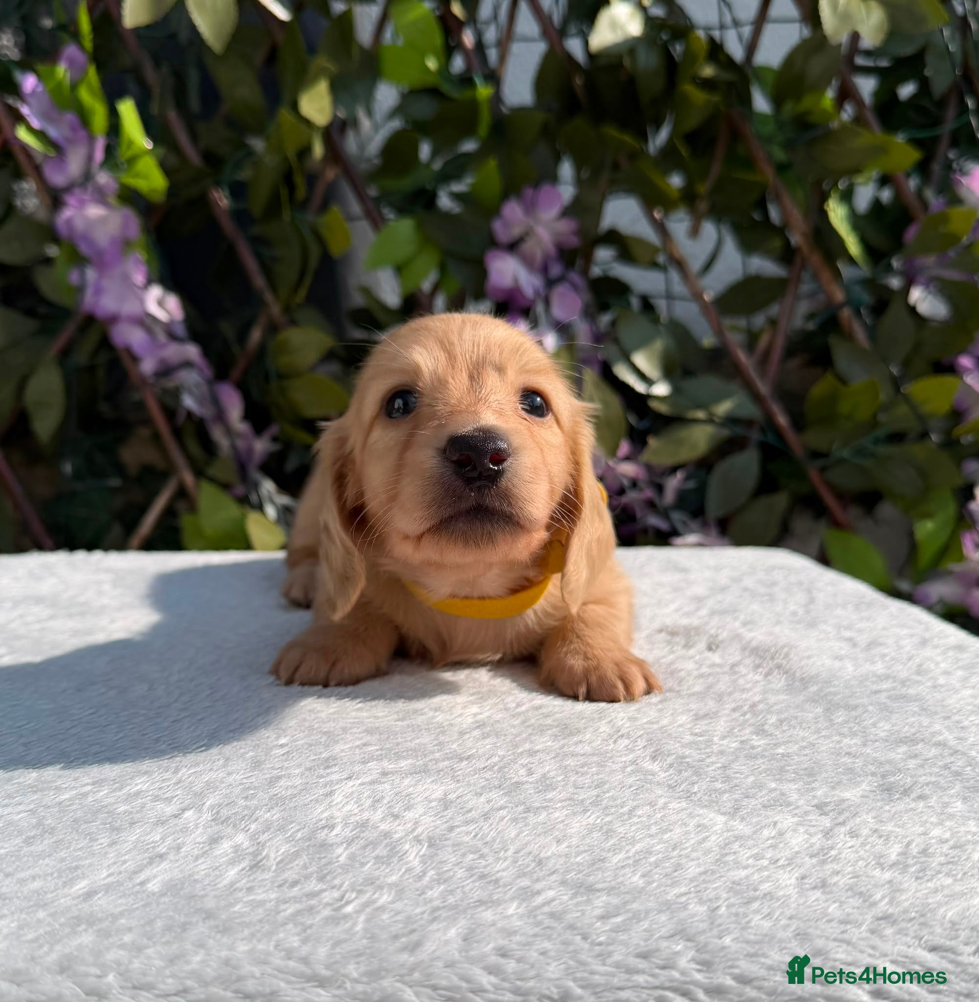 Miniature Dachshund dogs Cream Longhair Miniature Dachshund  - Advert 1