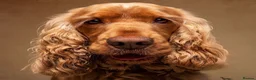 Cocker Spaniel dogs for sale: Waitlist! KC Show stunning cocker spaniel puppies - Advert 3
