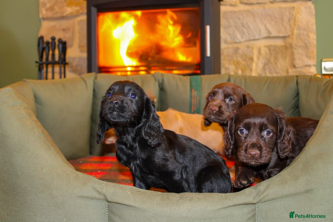 Cocker Spaniel dogs for sale: Outstanding Working Cocker Spaniel Puppy Female - Advert 10