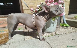 French Bulldog dogs for sale: French Bulldog female blue french 2 years old - Image 4