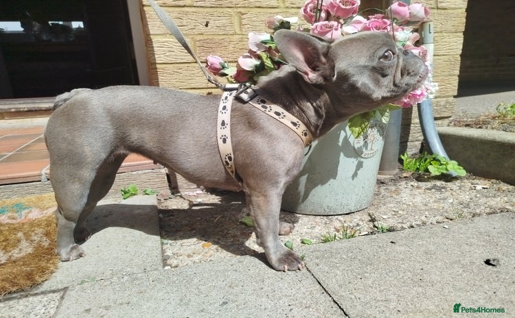 French Bulldog dogs - Advert 6