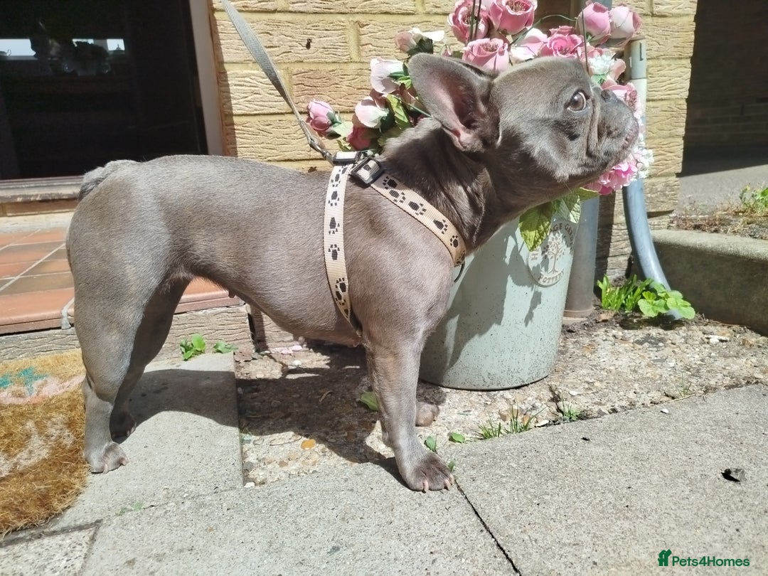 French Bulldog dogs for sale: French Bulldog female blue french 2 years old - Image 4