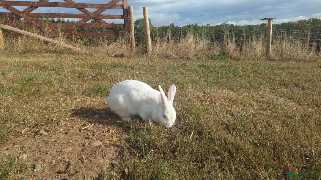New Zealand rabbits for sale: 🐰 New Zealand White Rabbits – Friendly, Healthy🐰 - Image 20