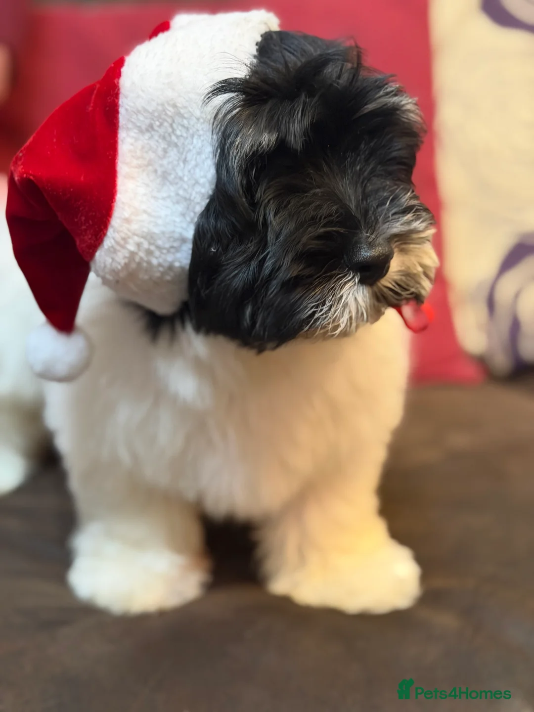 Havanese dogs for sale: ***Beautiful Havanese Puppies *** - Advert 28