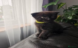 Mixed Breed cats for sale: Scottish Fold Kittens! Ready for loving home - Image 30