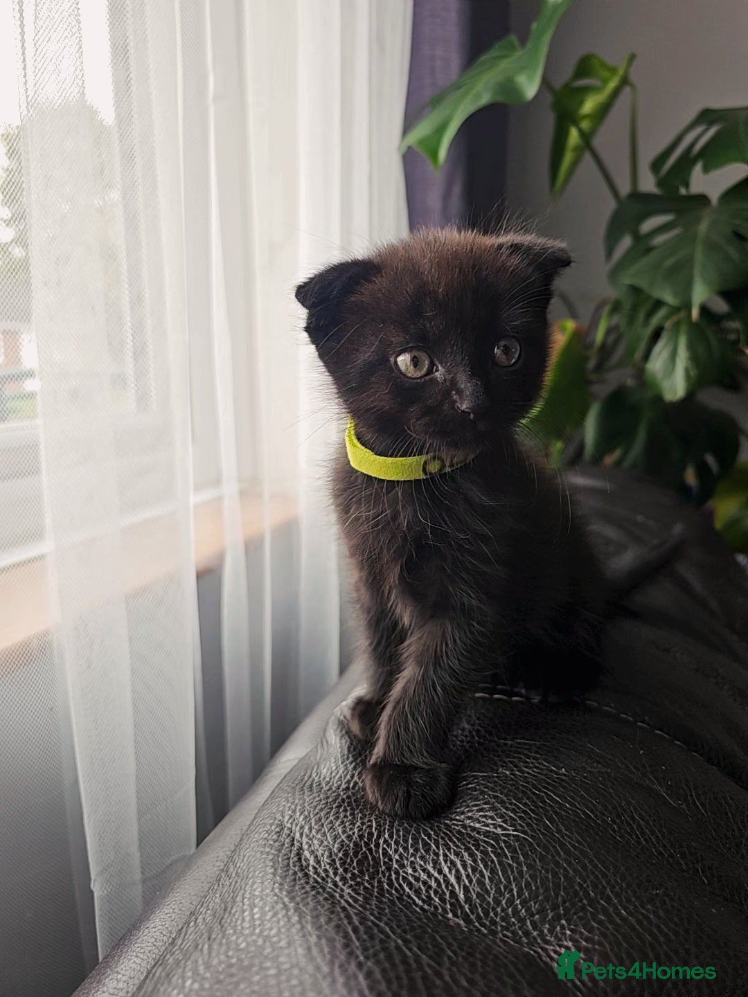 Mixed Breed cats for sale: Scottish Fold Kittens! Ready for loving home - Image 30
