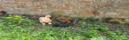 Chickens poultry for sale: Silkie cockerels for sale in Chipping Norton - Advert 2