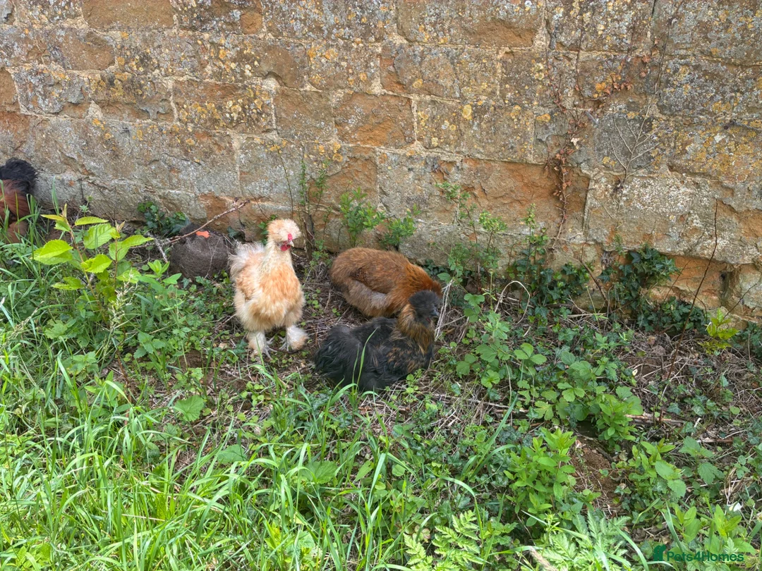 Chickens poultry for sale: Silkie cockerels for sale in Chipping Norton - Advert 2