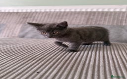 British Longhair cats for sale: 2 x 10 month old + 1 x 3 month old (can go separat - Image 3