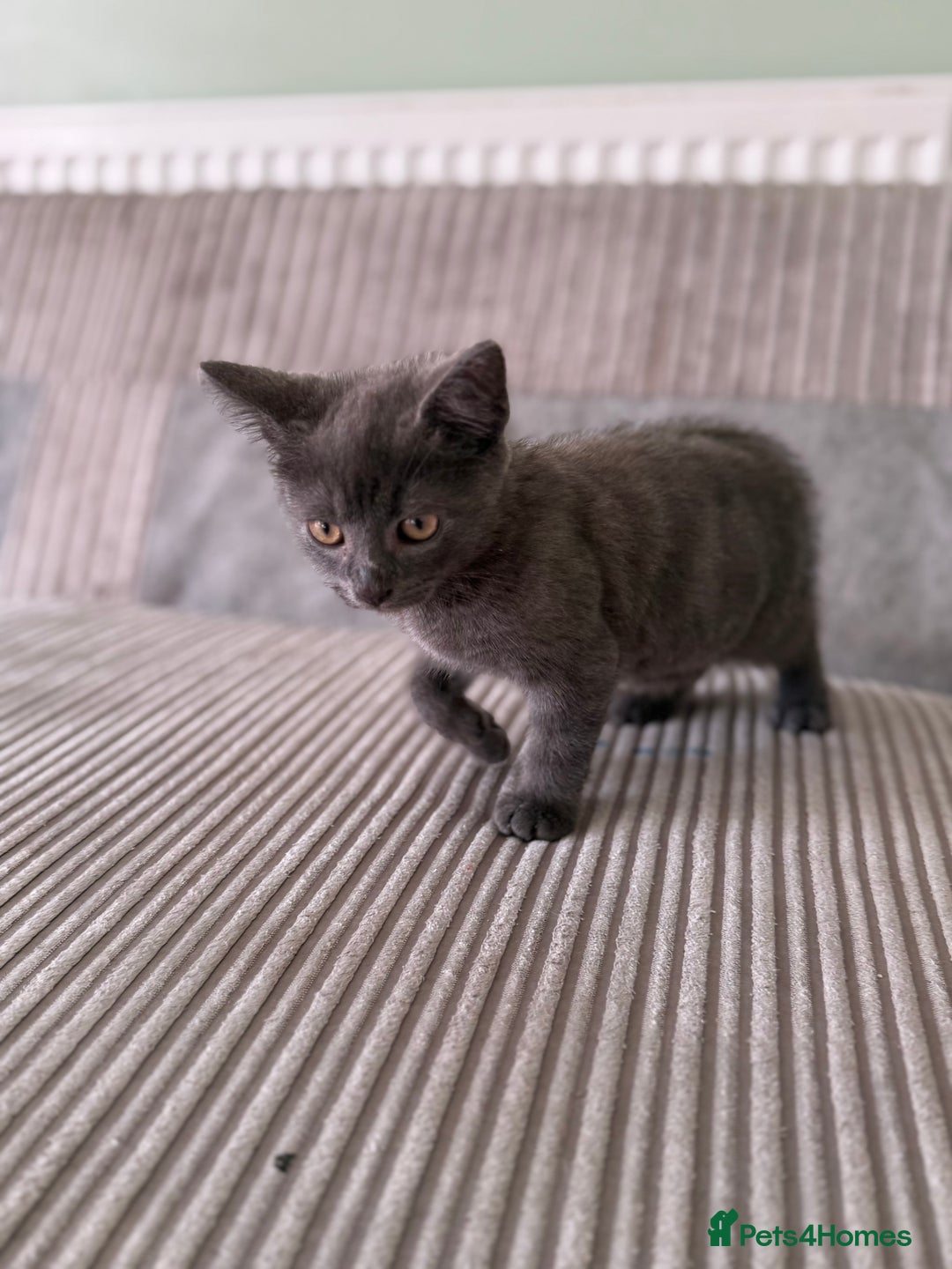 British Longhair cats for sale: 2 x 10 month old + 1 x 3 month old (can go separat - Image 3