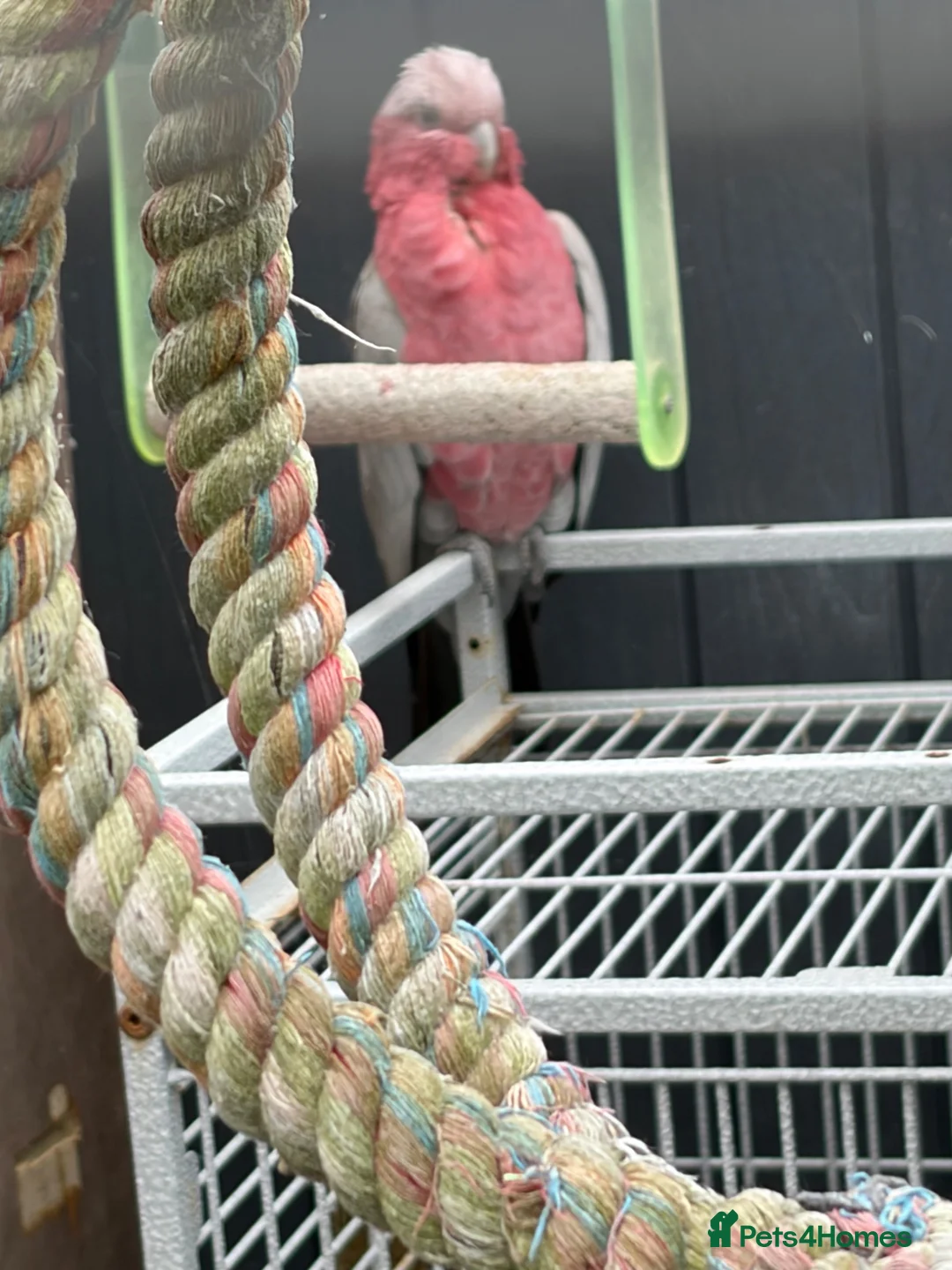 Cockatoo birds for sale: Cockatoo galah - Advert 2