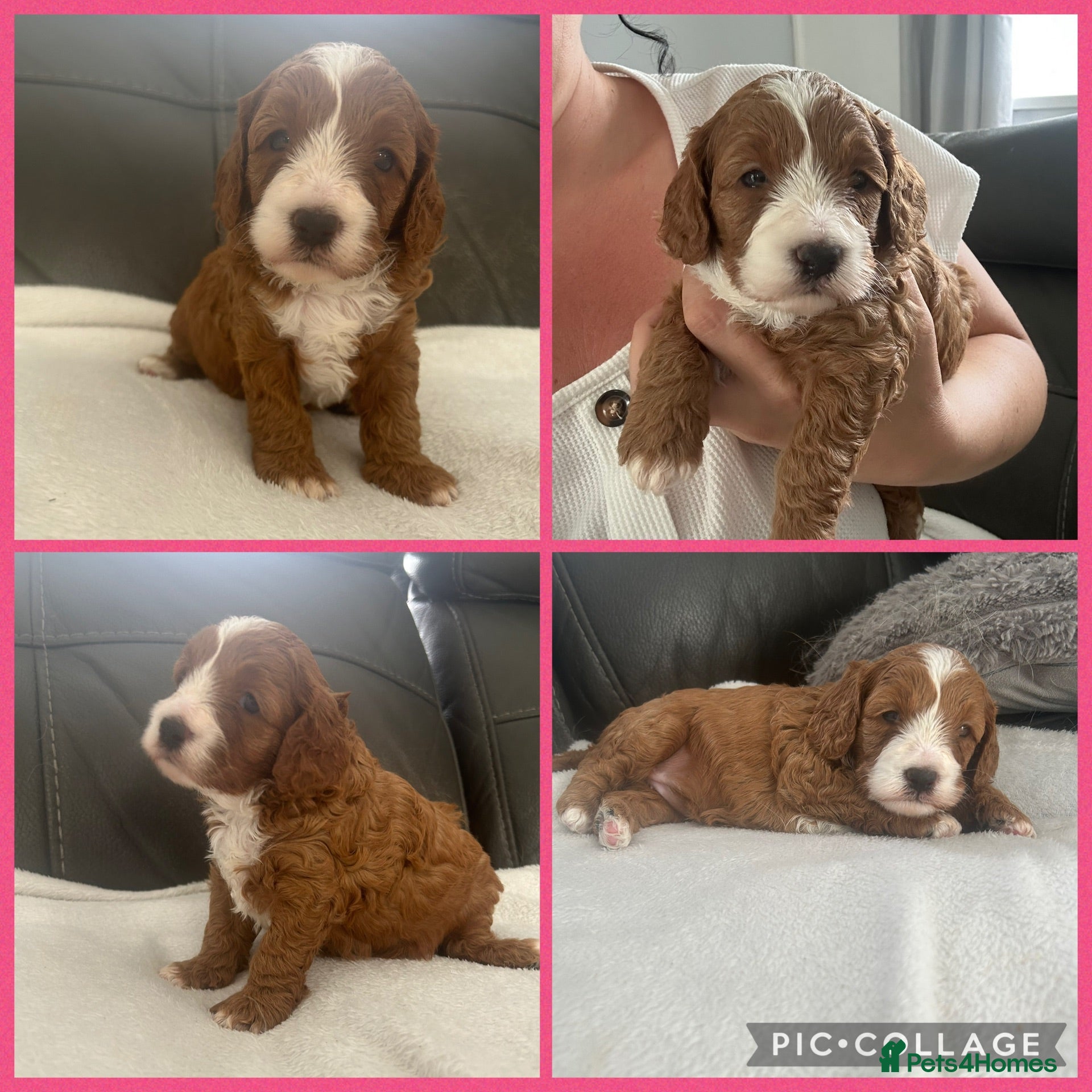 Cavapoo dogs Toy cavapoos!!! - Advert 2