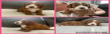 Cavapoo 3