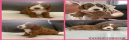 Cavapoo dogs for sale: Toy cavapoos!!! - Advert 1