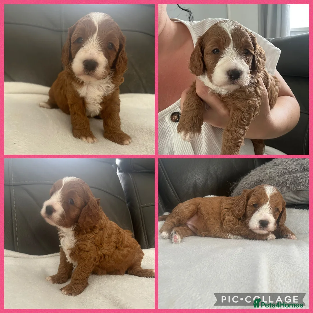 Cavapoo dogs for sale: Toy cavapoos!!! - Advert 1