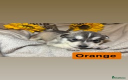 Utonagan dogs for sale: 8 Huskey malamutes  - Image 12