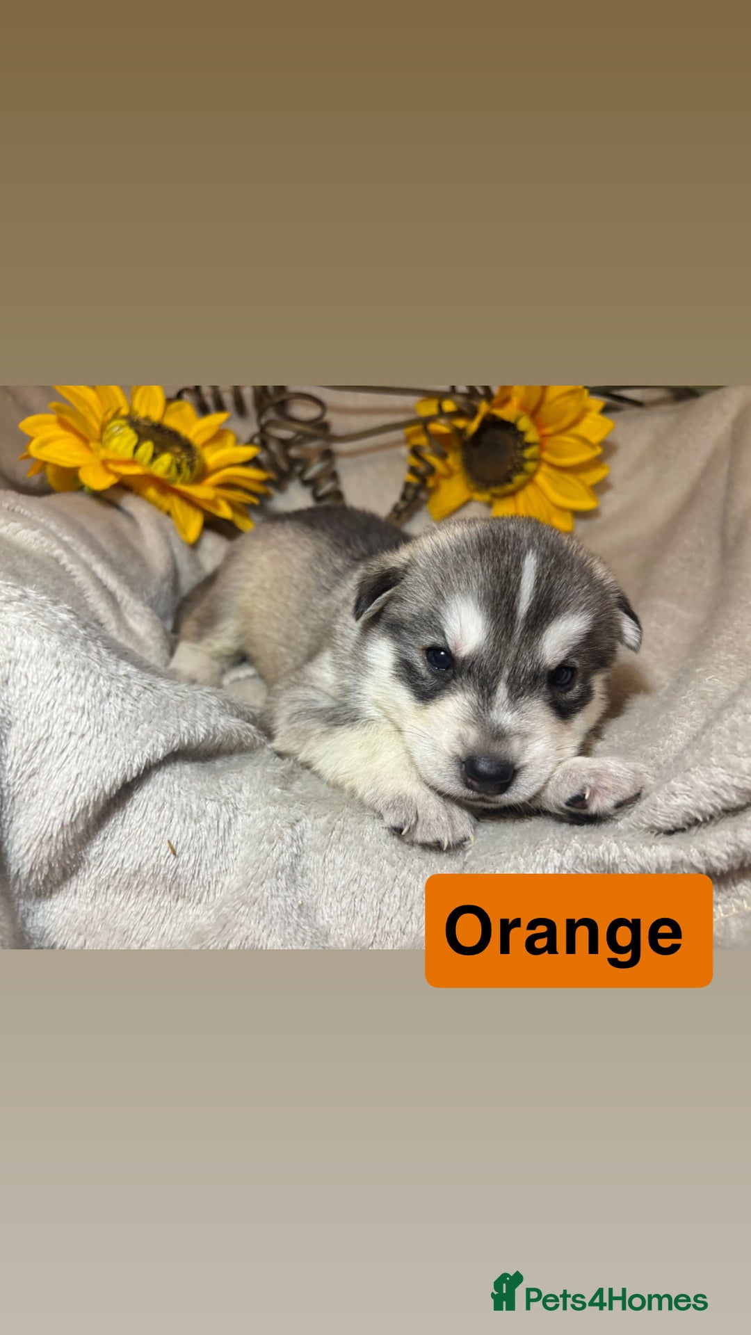 Utonagan dogs for sale: 8 Huskey malamutes  - Image 12