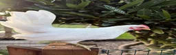 Chickens poultry for sale: Serama chickens for sale  - Advert 6