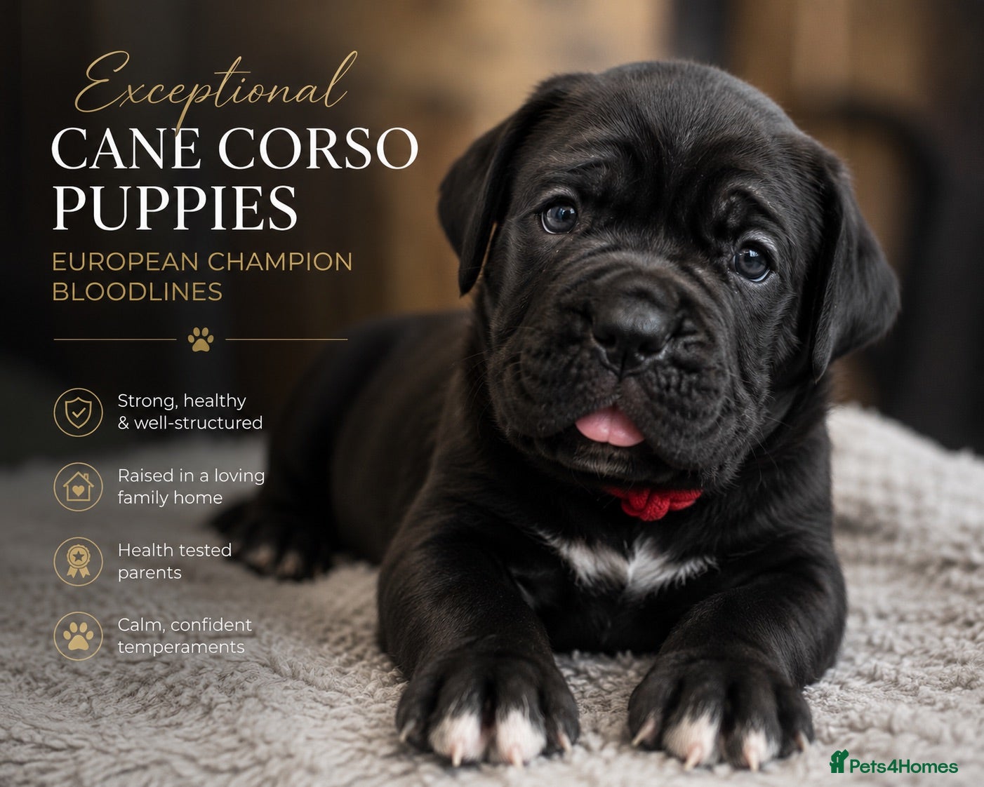 Cane Corso dogs 🐾 European Champion Bloodline Cane Corso Puppies - Advert 2