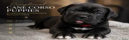 Cane Corso dogs for sale: 🐾 European Champion Bloodline Cane Corso Puppies - Advert 4