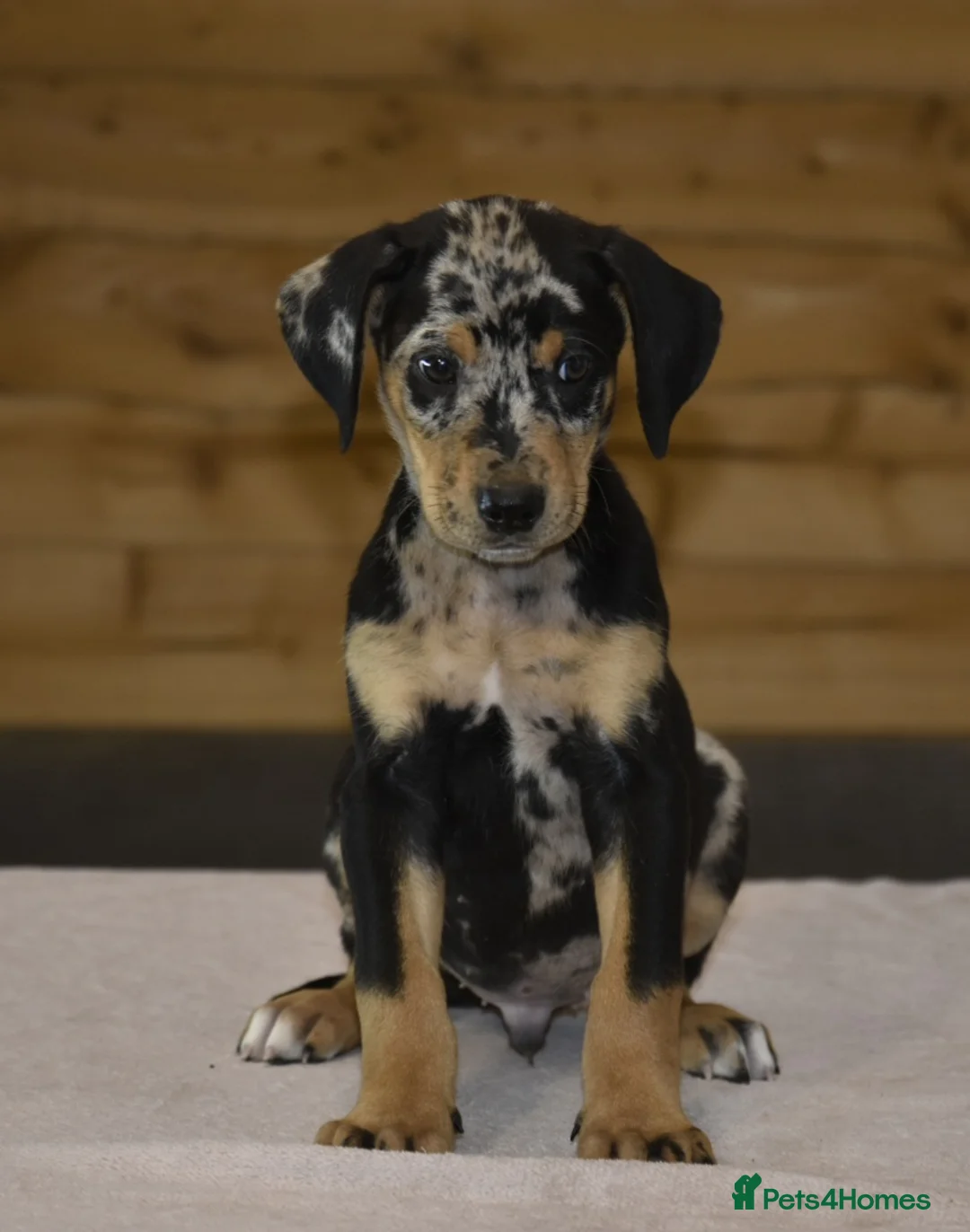 Mixed Breed dogs for sale: Unique hybrid dobermann puppies - Advert 11