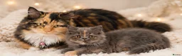 Munchkin cats for sale: Rare Munchkin Minuet Girl Tiny Rughugger Legs 🩷 - Advert 5