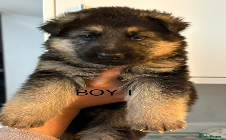 German Shepherd dogs - Advert 16