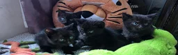 Scottish Fold cats for sale: We have 5 adorable kittens from the same litter  - Advert 10