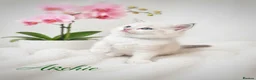 Ragdoll cats for sale: 🏆🎖 Premium GCCF Ragdoll Kittens Grand bloodlines - Advert 35
