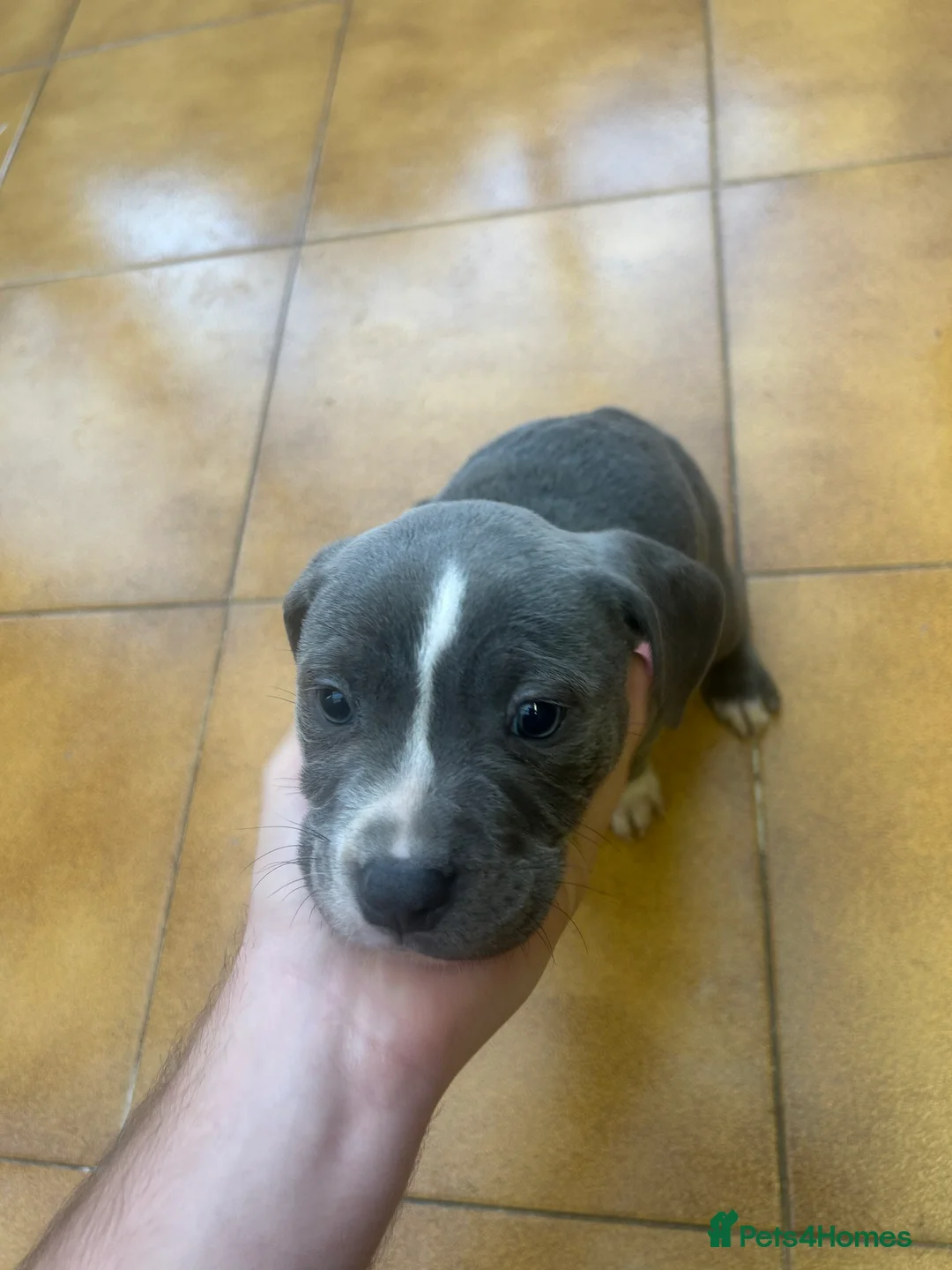 Staffordshire Bull Terrier dogs for sale: Adorable Blue-Eyed Grey Staffordshire Bull Terrier - Advert 18
