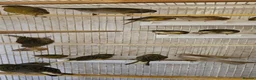 Canaries birds for sale: Mixed green gloster canaries for sale  - Advert 5