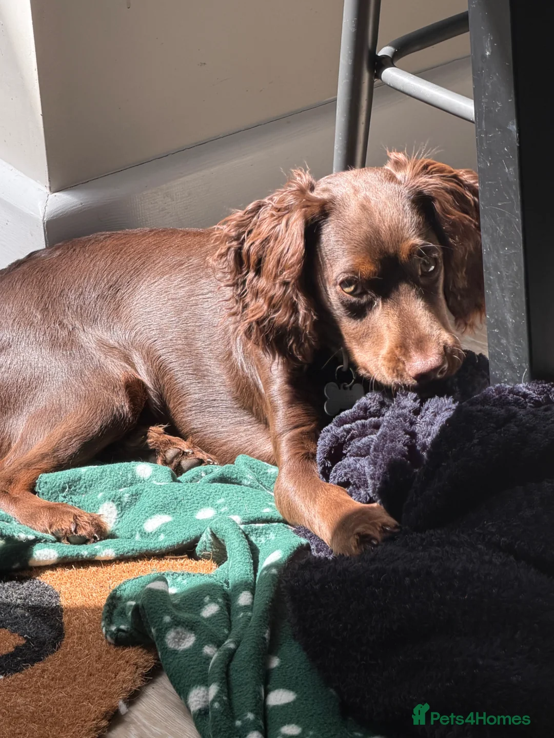 Cocker Spaniel dogs for sale: Working cocker spaniel  - Advert 2
