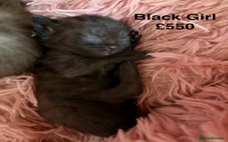 British Shorthair cats for sale: Cat with 6 kittens  - Image 9