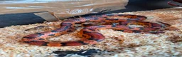 Corn Snake reptiles for sale: Red corn snake  - Advert 2