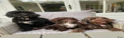 Cockapoo dogs for sale: 3 girl 2 boys May babies (July Home Time) - Advert 15