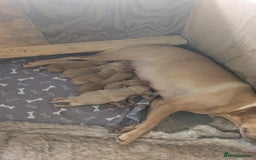 Labrador Retriever dogs for sale: Fox red Labrador puppies for sale - Image 5