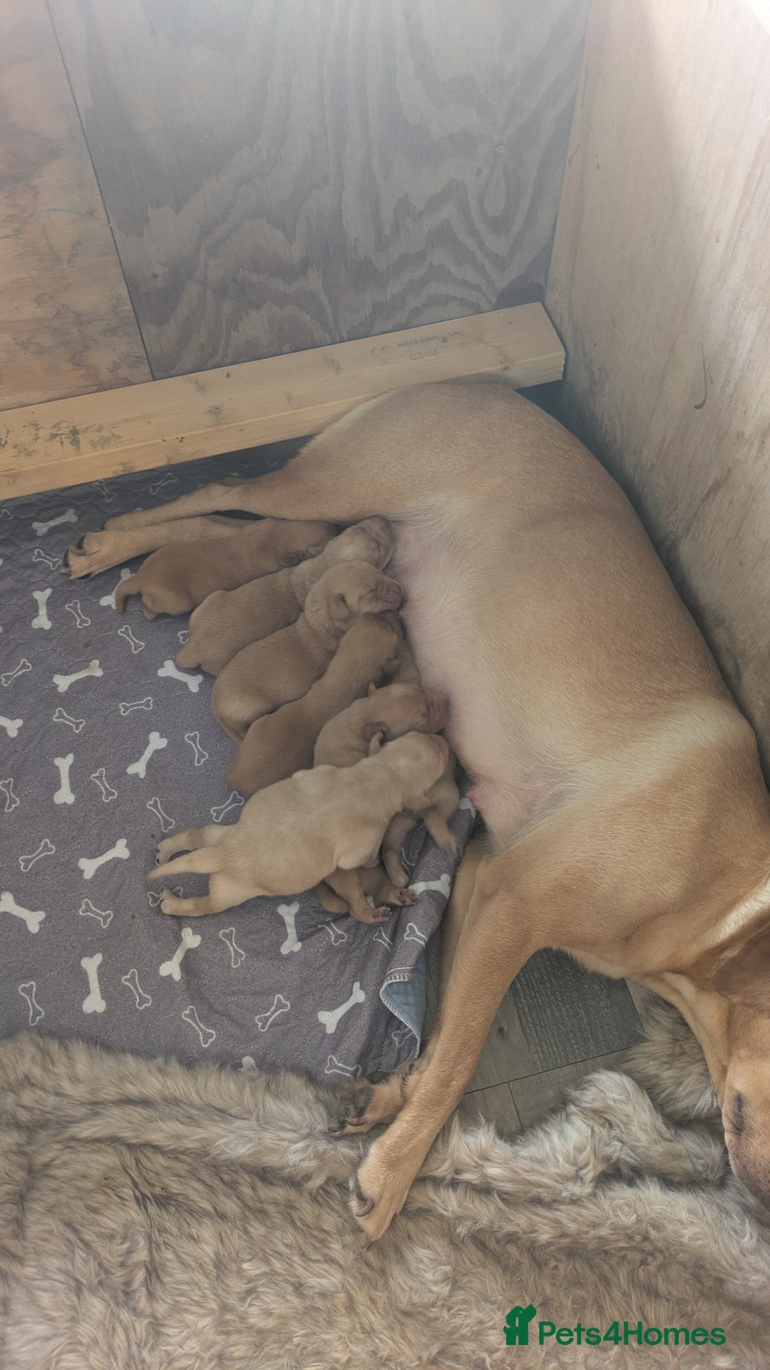 Labrador Retriever dogs for sale: Fox red Labrador puppies for sale - Image 5